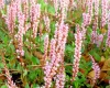 Show product details for Polygonum vacciniifolium